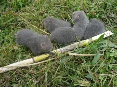 玉溪竹鼠养殖基地供应量7万只图6