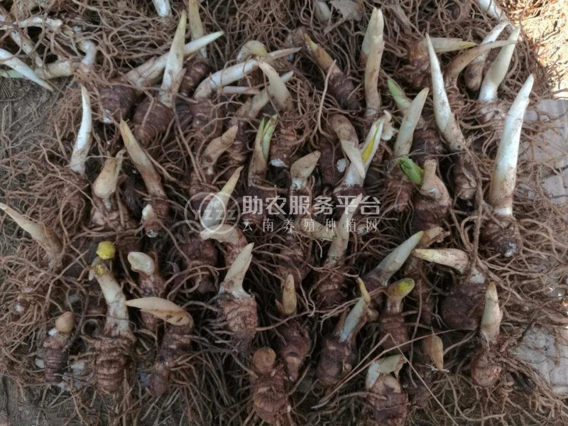 大理巍山昌龙重楼种植专业合作社供应量 2吨图5