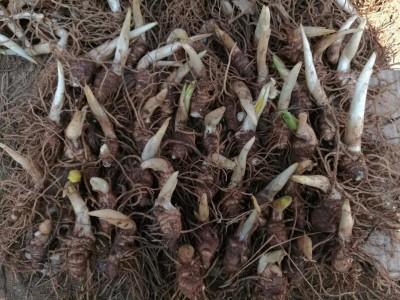 大理巍山昌龙重楼种植专业合作社供应量 2吨图5