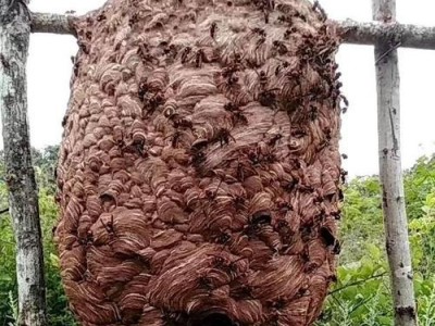 玉溪胡蜂养殖基地供应量30万只图3