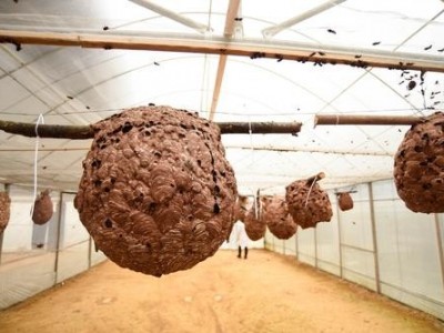 玉溪胡蜂养殖基地供应量30万只