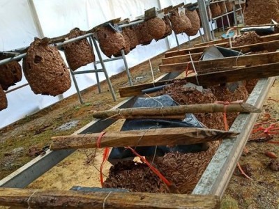 玉溪胡蜂养殖基地供应量30万只图6