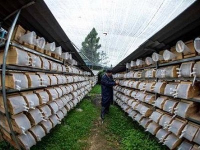 玉溪胡蜂养殖基地供应量30万只图4