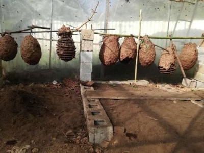 玉溪胡蜂养殖基地供应量30万只图7