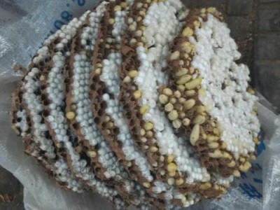 玉溪胡蜂养殖基地供应量30万只图5