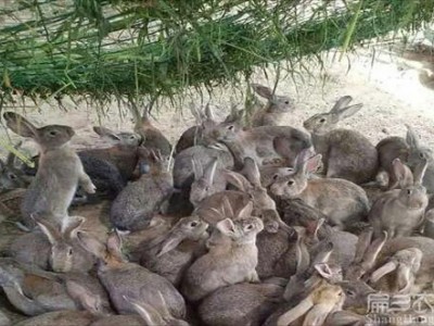 玉溪兔养殖基地供应量5万只图7