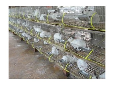 玉溪兔养殖基地供应量5万只图9