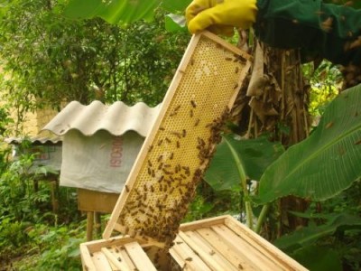 玉溪蜜蜂养殖基地供应量300万只