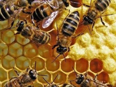 玉溪蜜蜂养殖基地供应量300万只图7
