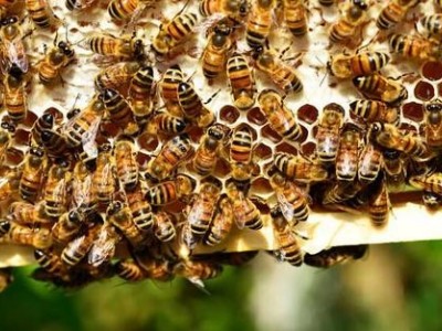 玉溪蜜蜂养殖基地供应量300万只图8