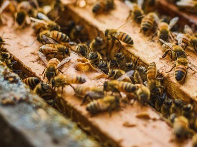 玉溪蜜蜂养殖基地供应量300万只图5