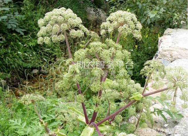 怒江当归种植基地供应10吨图2