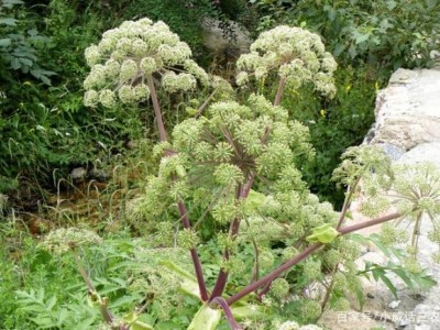 怒江当归种植基地供应10吨图2