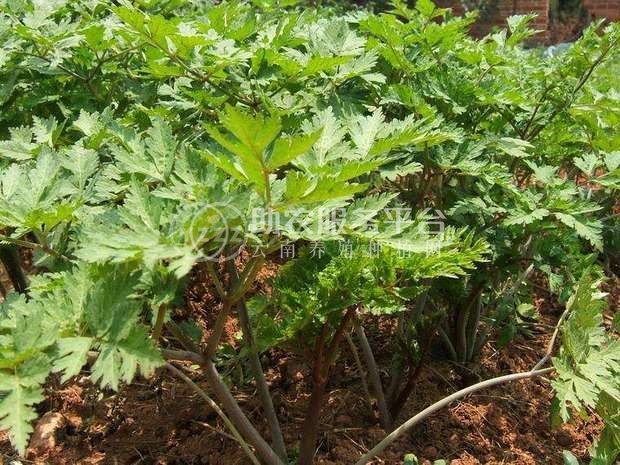 怒江当归种植基地供应10吨图3