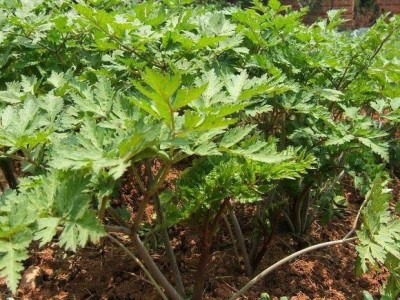 怒江当归种植基地供应10吨图3