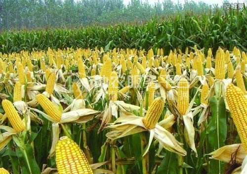 大理巍山盟石玉米种植专业合作社供应量20吨图2