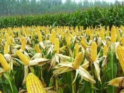 大理巍山盟石玉米种植专业合作社供应量20吨图2