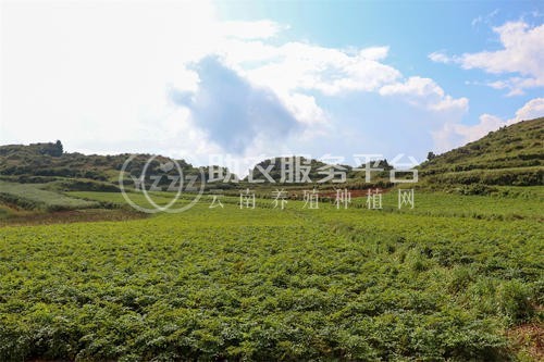 怒江当归种植基地供应10吨图4