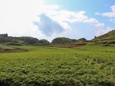 怒江当归种植基地供应10吨图4