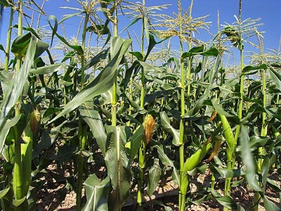 大理巍山盟石玉米种植专业合作社供应量20吨图3