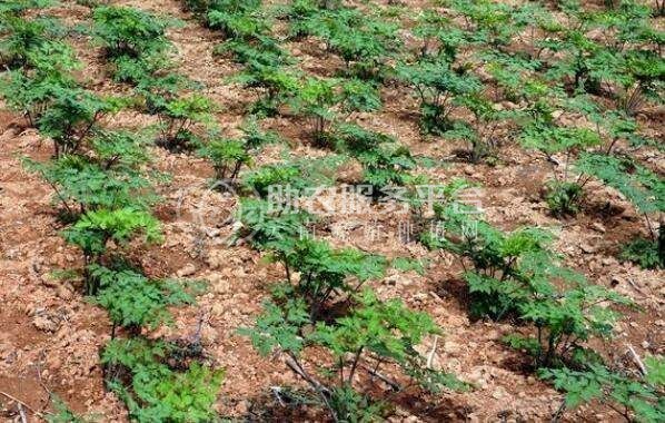 怒江当归种植基地供应10吨图5