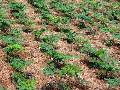 怒江当归种植基地供应10吨图5