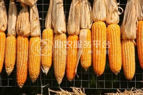 大理巍山盟石玉米种植专业合作社供应量20吨图5