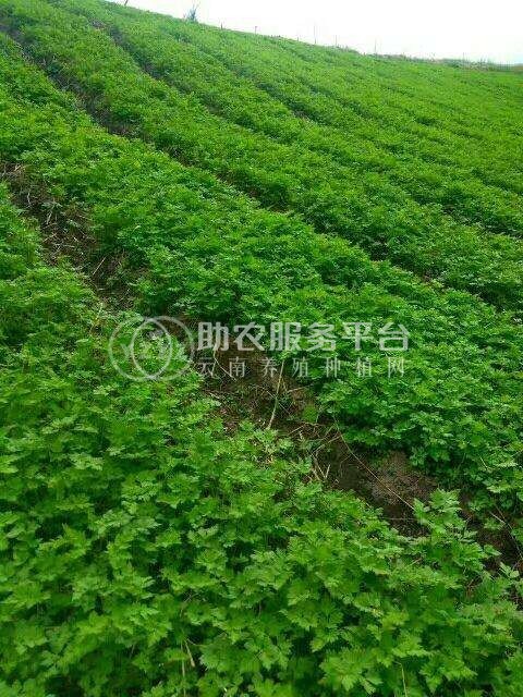怒江当归种植基地供应10吨图6