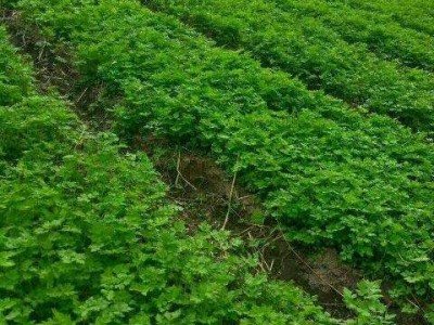 怒江当归种植基地供应10吨图6