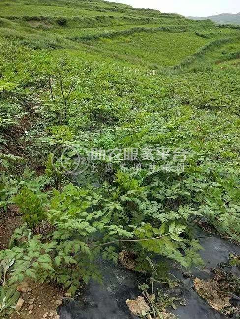 怒江当归种植基地供应10吨图8