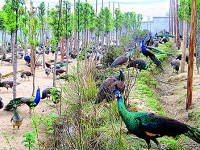玉溪孔雀养殖基地供应量4万只图7