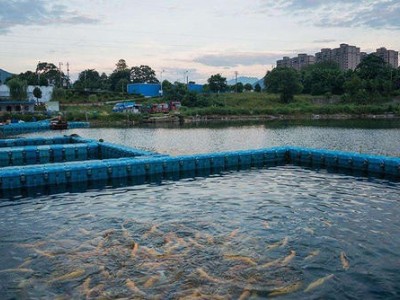景洪鱼养殖基地供应量300万只图5