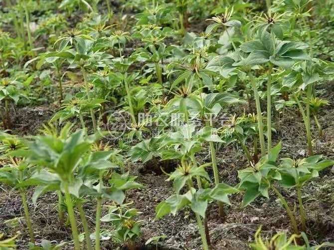 怒江重楼种植基地供应10吨图1