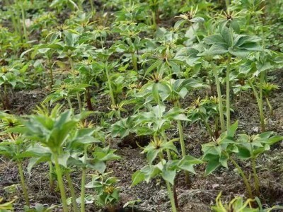 怒江重楼种植基地供应10吨