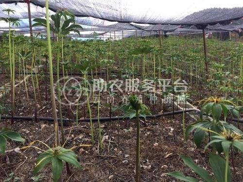 怒江重楼种植基地供应10吨图2