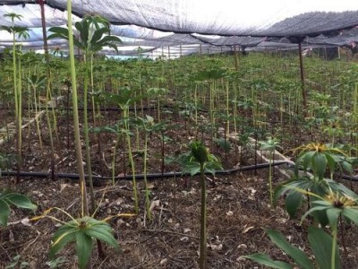 怒江重楼种植基地供应10吨图2