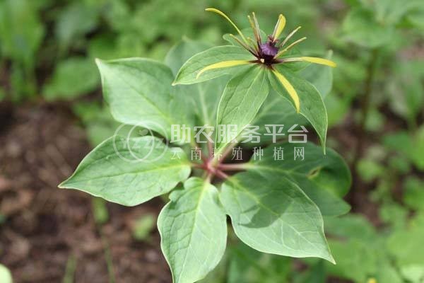 怒江重楼种植基地供应10吨图3
