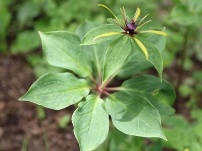怒江重楼种植基地供应10吨图3