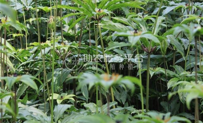 怒江重楼种植基地供应10吨图4