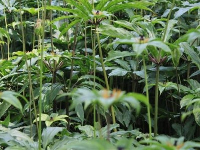 怒江重楼种植基地供应10吨图4