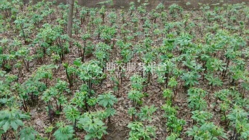 怒江重楼种植基地供应10吨图5