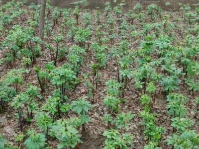 怒江重楼种植基地供应10吨图5
