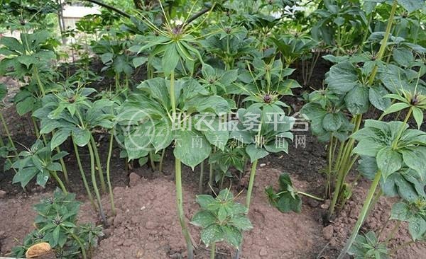 怒江重楼种植基地供应10吨图6