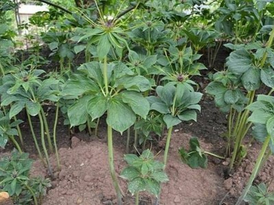 怒江重楼种植基地供应10吨图6