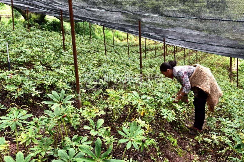 怒江重楼种植基地供应10吨图7
