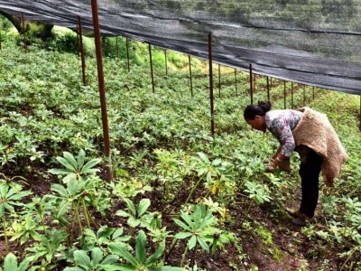 怒江重楼种植基地供应10吨图7