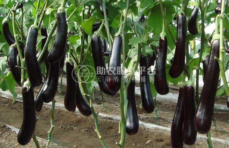 保山龙凌果蔬种植专业合作社供应量5吨图1
