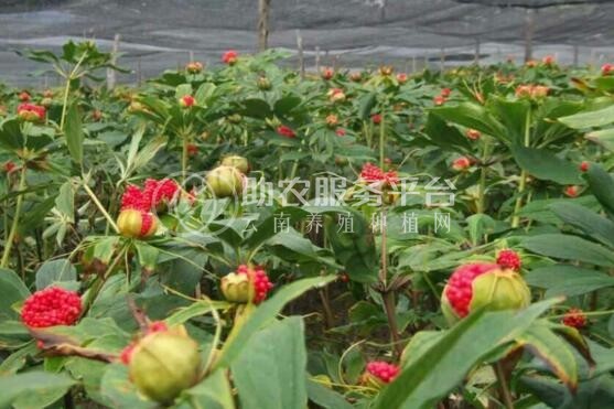 怒江重楼种植基地供应10吨图8
