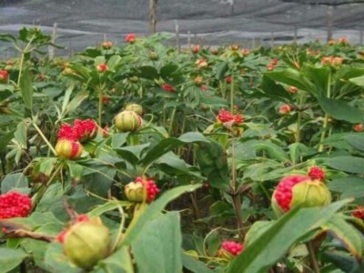 怒江重楼种植基地供应10吨图8