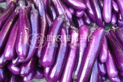 保山龙凌果蔬种植专业合作社供应量5吨图2